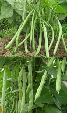 四季豆圖片細節(jié)